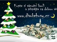 Divoké husy