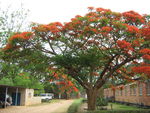 zambie 2011 076.jpg